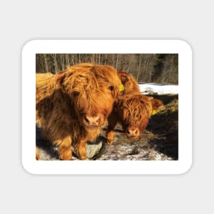 Scottish Highland Cattle Calves 1948 Magnet