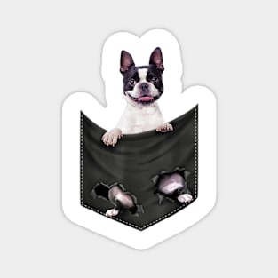 Boston Terrier Dog In Pocket Magnet