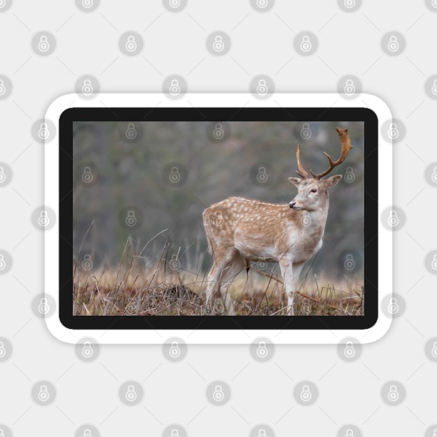 Majestic fallow deer Magnet by AYatesPhoto