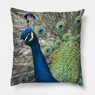 Peacock Pillow