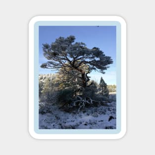 Tree in a snowy landscape Magnet