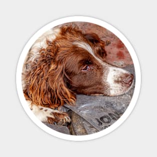 Springer Spaniel Magnet