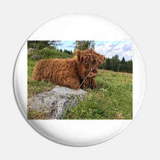 Scottish Highland Cattle Calf 1518 Pin