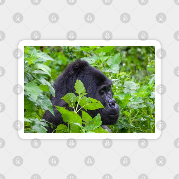 Wild Silverback Gorilla from Bwindi National Park, Uganda Magnet by SafariByMarisa