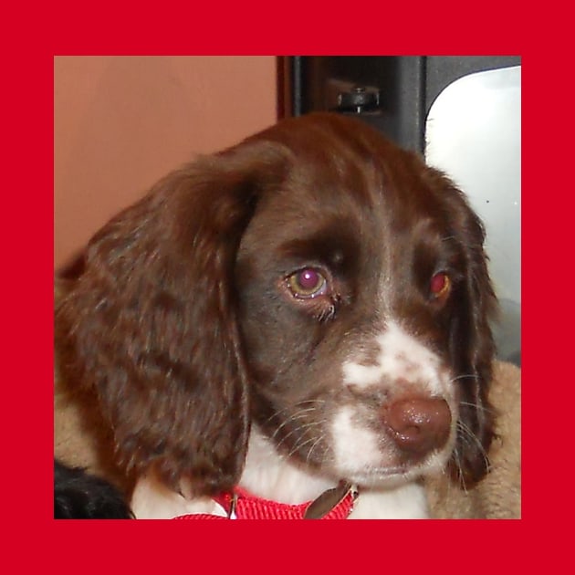 english springer spaniel liver white puppy by Wanderingangel