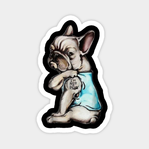 not a pug