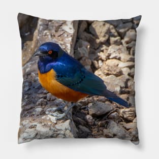 Stunning Blue and Orange Starling Bird of Africa Pillow