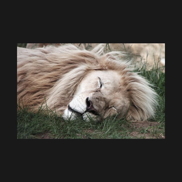 White Lion Sleeping by Carole-Anne