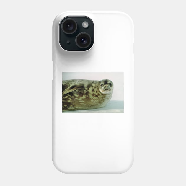 Crabeater Seal, Ross Sea, Antarctica Phone Case by Carole-Anne