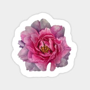 The Peony Magnet