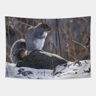 Gray Squirrel Tapestry