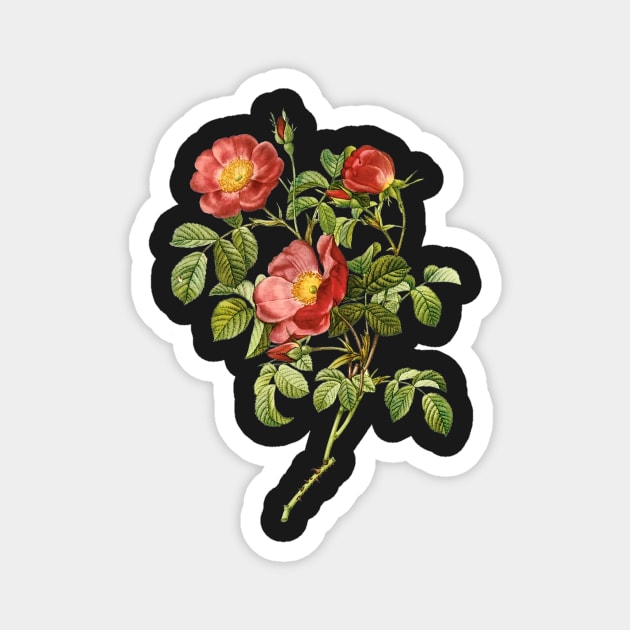Vintage Rose Magnet by PixDezines