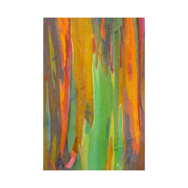 Rainbow Eucalyptus by runlenarun