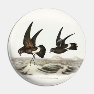 Wilson's Storm Petrel Pin