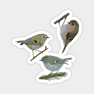 Kinglets Magnet