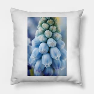 Muscari armeniacum  &#39;Valerie Finnis&#39;  Grape hyacinth Pillow