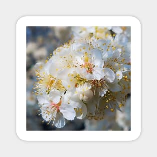 White Plum Blossom Magnet