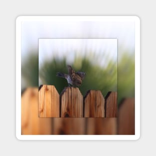 Female House Finch on Wooden Fence Digital Art Magnet