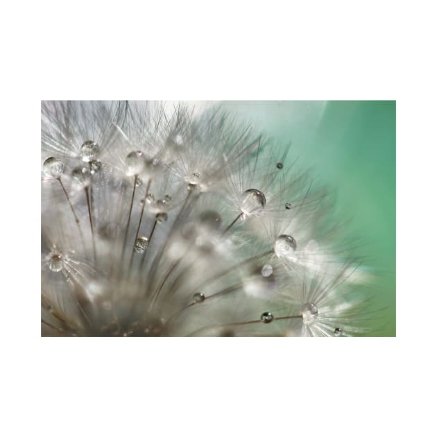 Silver Mint Dandelion by micklyn