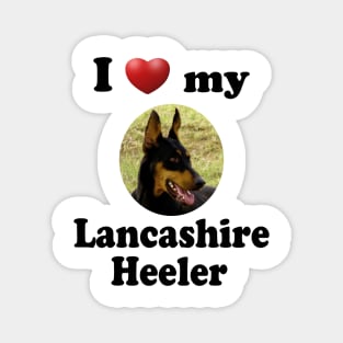 I Love My Lancashire Heeler Magnet