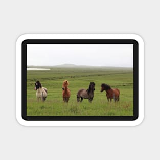 Icelandic Horses in an Open Field Magnet