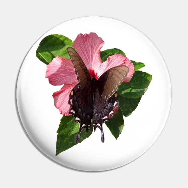 Swallowtail Black Butterfly On Hibiscus by Orikall Pin by Orikall