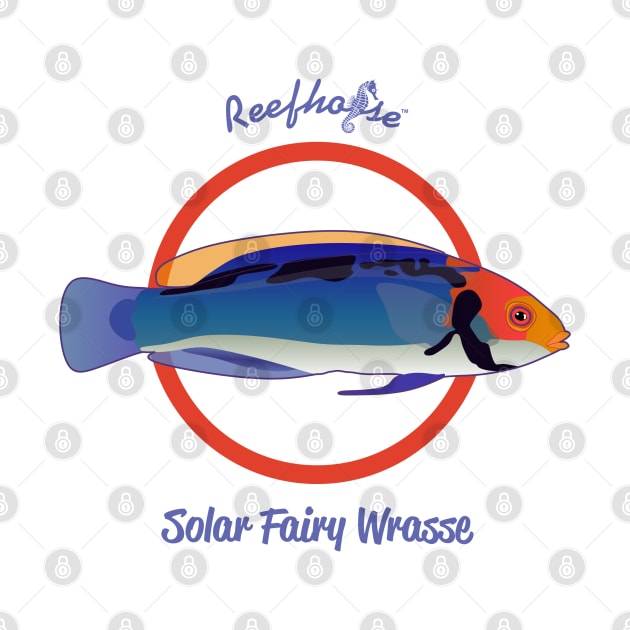 Solar Fairy Wrasse by Reefhorse