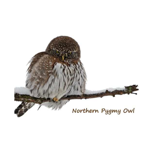 Northern Pygmy Owl by Whisperingpeaks