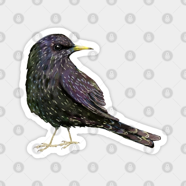 A watercolor drawing of a starling Magnet by Bwiselizzy