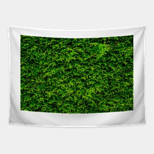 Coniferous Tapestry