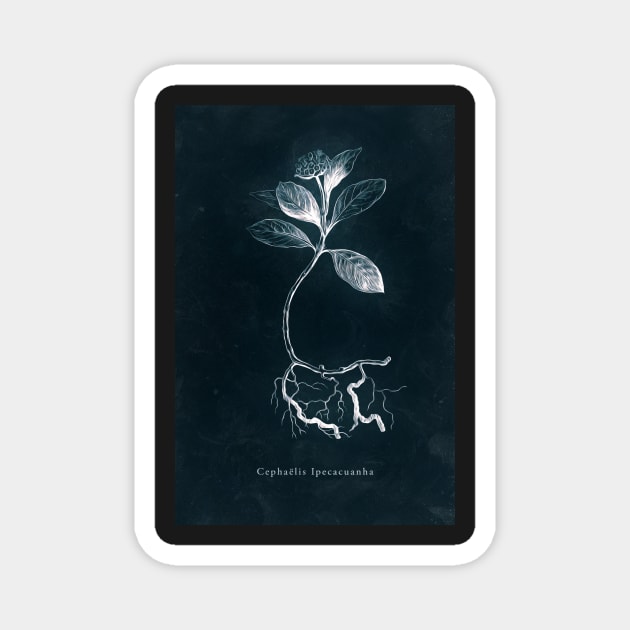 Cyanotype - Cephaelis Ipecacuanha Magnet by PixelHunter