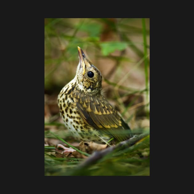 Baby song thrush on forest floor by naturalis