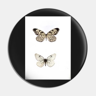 white butterfly butterflies natural history specimen insect, botanical graphic poster print Pin