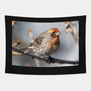 Mr. finch Tapestry