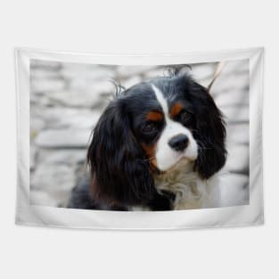 cavalier king charles spaniel black and white second Tapestry