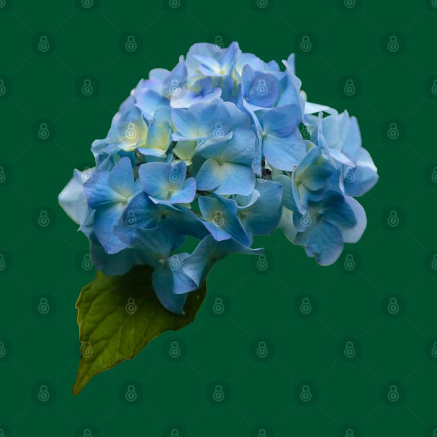 Blue Hydrangea by dalyndigaital2@gmail.com