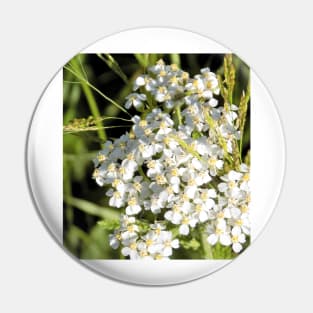 Alyssum In White Mountains Pin