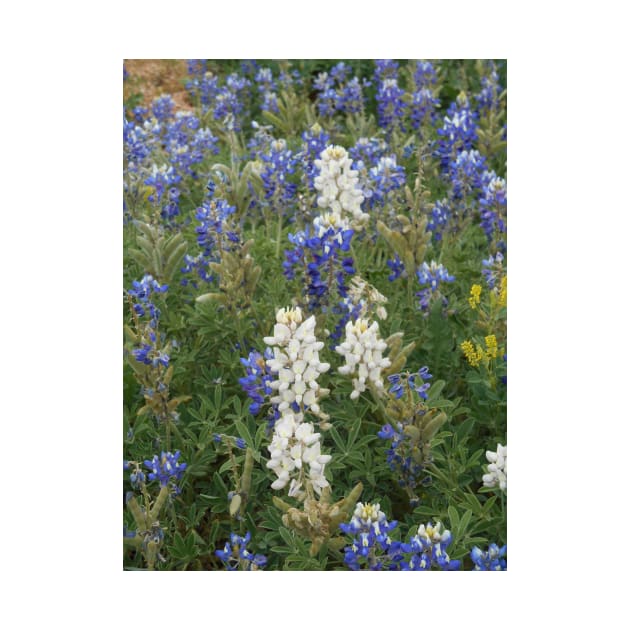 White bluebonnets by Feathered Finds