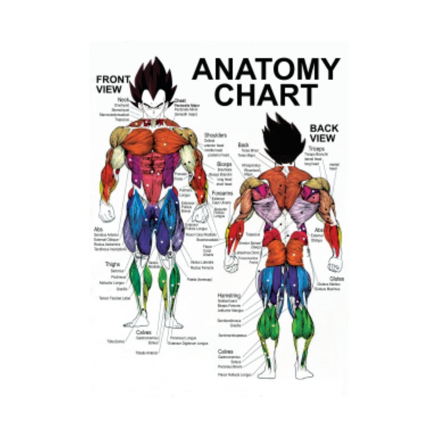 Muscle Chart