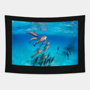 Spinner Dolphins at Red Sea Tapestry