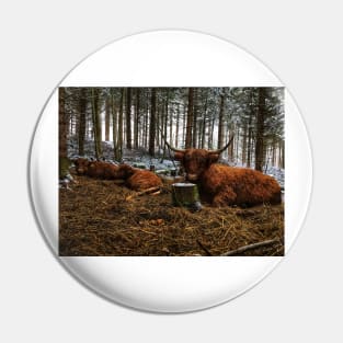 Scottish Highland Cattle Cow and Calves 1596 Pin