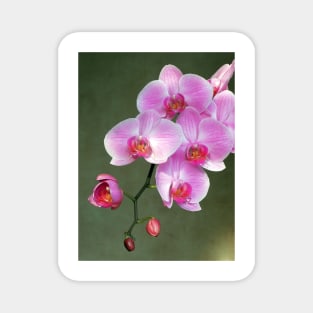 Pink orchid flowers Magnet