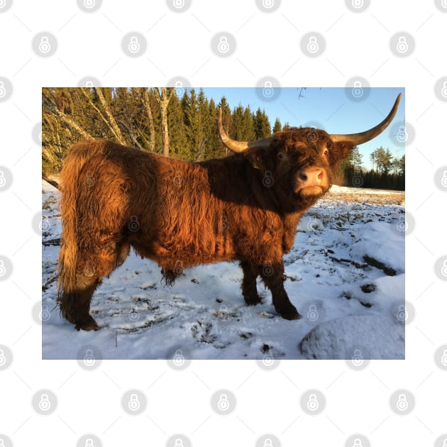 Scottish Highland Cattle Bull 2258 by SaarelaHighland