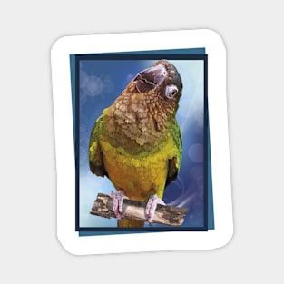 The brown-throated parakeet Magnet