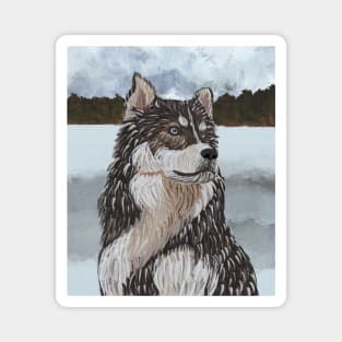 Husky dog portrait Magnet