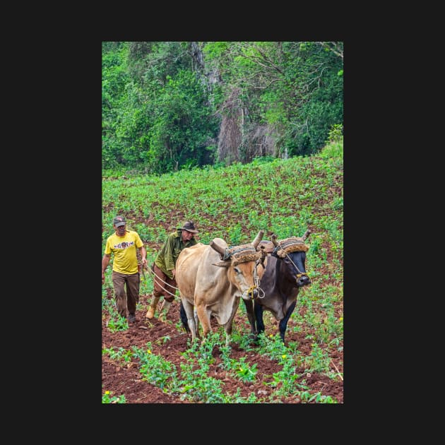 Farmers, Vinales, Cuba by bulljup