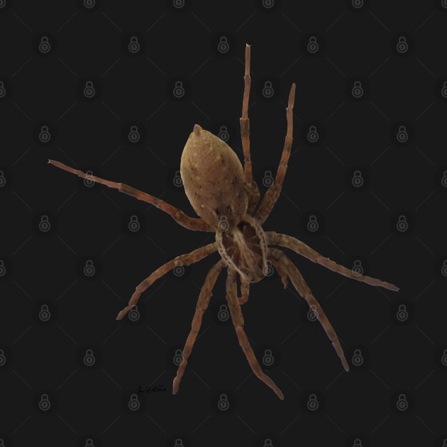 House spider by AHelene