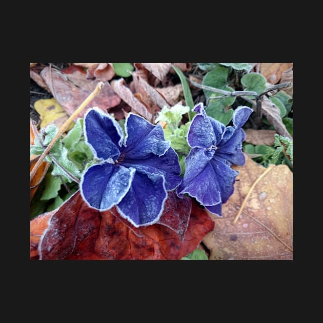 Petunia in hoarfrost by Gourmetkater