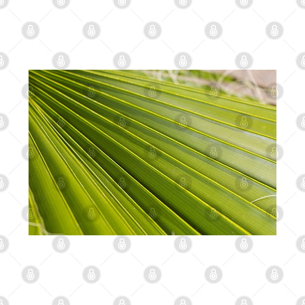 Fan Palm Leaf by Joy Watson