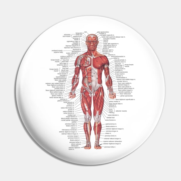 Muscular System of the Human Body Pin by Bugsponge